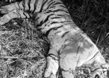 निजगढको कछडिय सामुदायिक वन भित्र पाटे बाघ मृत फेला