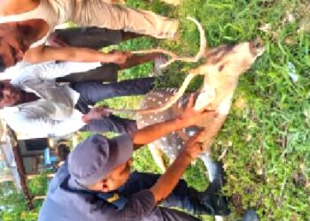 निजगढ सव डिभिजन वन कार्यालय नजिकै वयस्क हरिणको सिकार