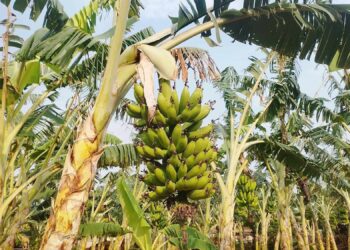 निजगढका केरा किसान, बजार नपाउदा चिन्तित