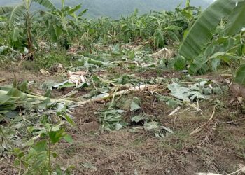निजगढ-१३ मा जंगली हात्ती पस्दा केरा र मकै बालीमा क्षति