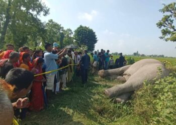 करेन्ट लगाएर मारिएको अवस्थामा जंगली हात्ती फेला