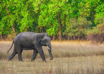 निजगढमा जंगली हात्ती आतंक मच्चाउदै