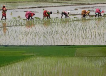 मधेसमा अब रोपाइँको चटारो, वर्षाले किसानको मुहारमा चमक