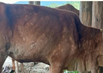 सिंगौलमा लम्की स्किन रोगको फैलावट, स्थानीय त्रसित