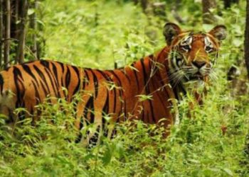 रतनपुर क्षेत्रमा बाघको आतङ्क, जनजीवन  त्रसित