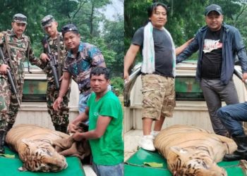 जीतपुरसिमरामा आतंक फैलाउने बाघ डार्टमार्फत नियन्त्रण