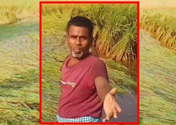 बेमौसमी वर्षाले किसानको पसिना बगायो, पाकेका धानबाली डुबानमा