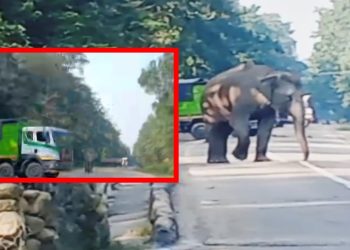 जंगली हात्तीको आक्रमणले राजमार्ग अवरुद्ध, एकजनाको मृत्यु