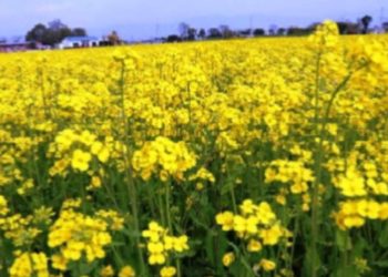 निजगढ-१३ मा तोरी खेतीमा किसानको उत्साह, ५५ प्रतिशत बारीमा तोरी