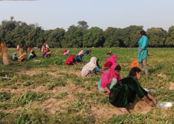 बजारमा आलु महँगो, बारीमा किसान सस्तोमा बेच्न बाध्य